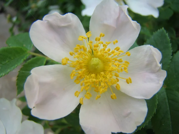 Wildrose Blüht Große Weiße Blüten Und Duftet — Stockfoto