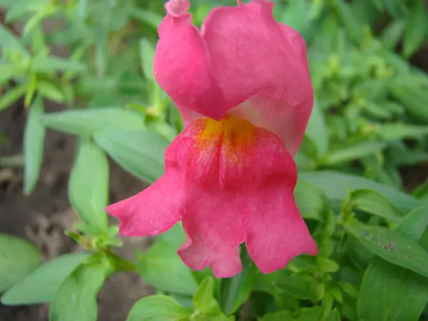 Snapdragons Coroczna Roślina Zielna Rodziny Babki — Zdjęcie stockowe