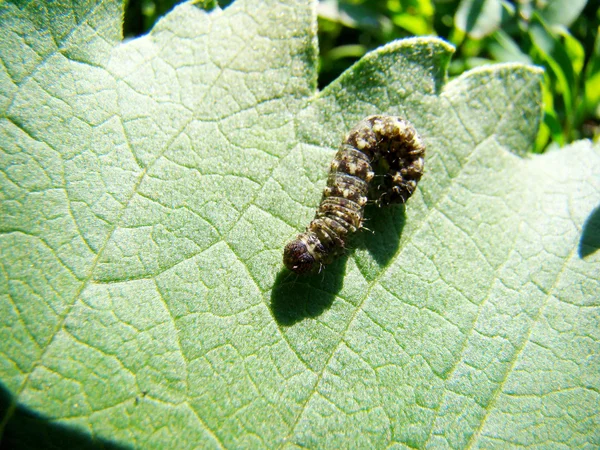 Caterpillar Sitter Ett Grönt Löv Krypande Insekt — Stockfoto