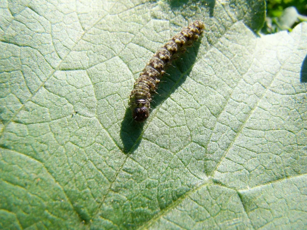 Caterpillar Sitter Ett Grönt Löv Krypande Insekt — Stockfoto