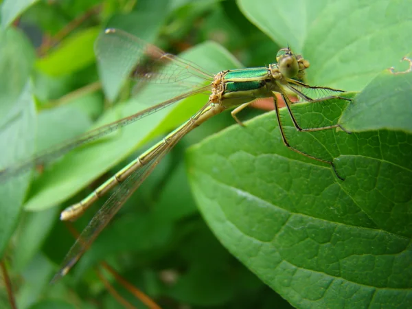 Une Libellule Verte Est Assise Sur Une Feuille Verte Posant — Photo