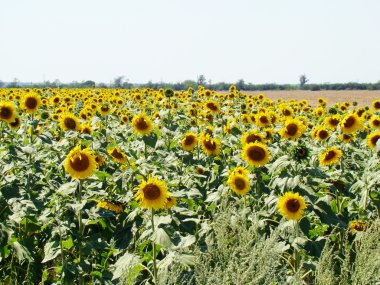 çiçek açan ayçiçeği tarlası