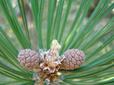 doğada iğne yapraklı ağaçların çeşitleri