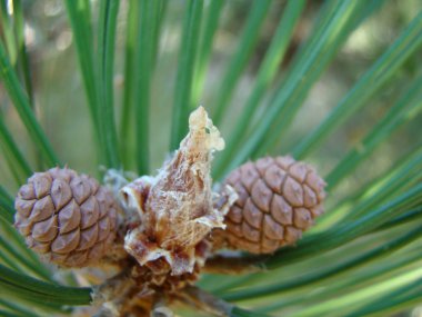 doğada iğne yapraklı ağaçların çeşitleri