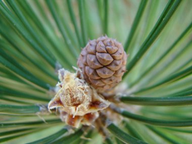 doğada iğne yapraklı ağaçların çeşitleri