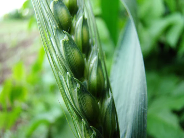 Barley Spike Widespread Cereal Crop Cereal Family — Stock Photo, Image
