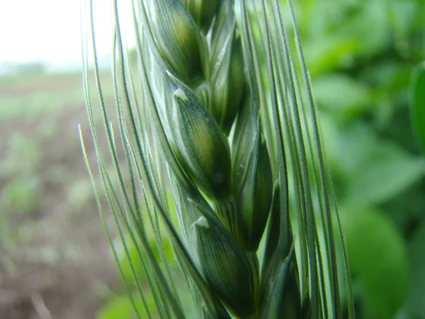 Espiga Cebada Cultivo Cereales Generalizado Familia Cereales —  Fotos de Stock