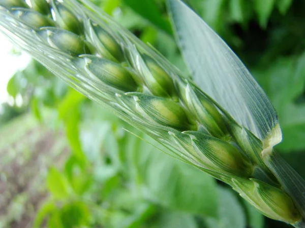 Espiga Cebada Cultivo Cereales Generalizado Familia Cereales —  Fotos de Stock