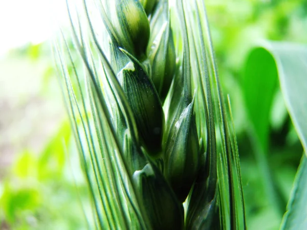 Espiga Cebada Cultivo Cereales Generalizado Familia Cereales —  Fotos de Stock