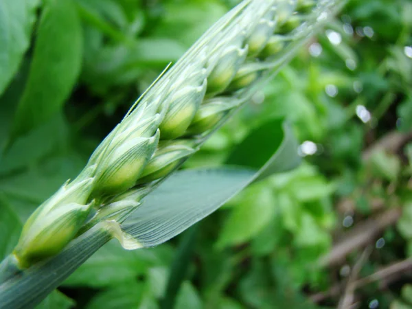 Espiga Cebada Cultivo Cereales Generalizado Familia Cereales —  Fotos de Stock