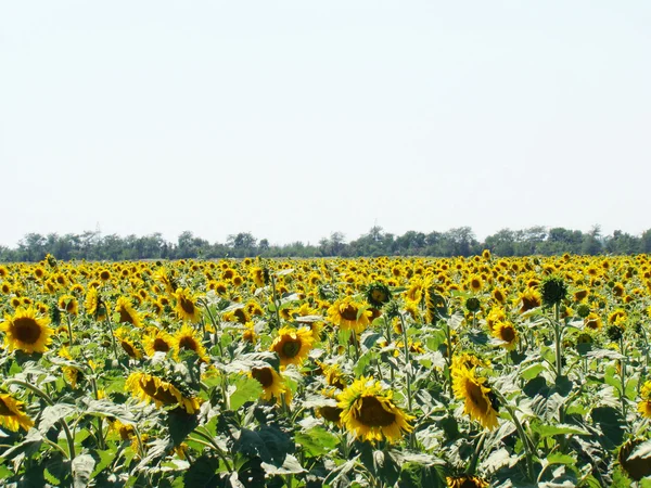 Sonnenblumenfeld Blüht — Stockfoto