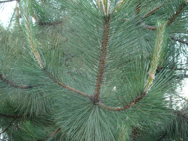 Varieties Coniferous Trees Nature — Stock Photo, Image