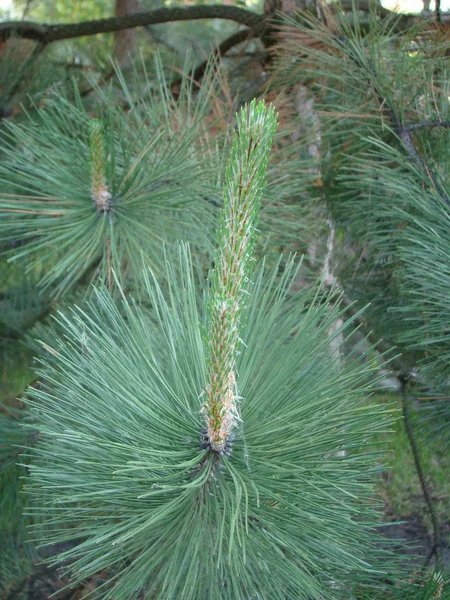 Arten Von Nadelbäumen Der Natur — Stockfoto