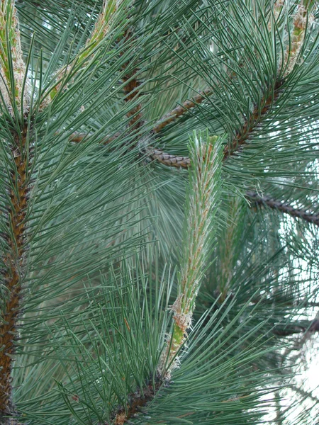 Arten Von Nadelbäumen Der Natur — Stockfoto