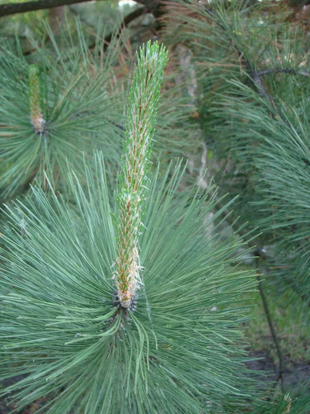 Variëteiten Van Naaldbomen Natuur — Stockfoto