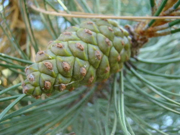 Variëteiten Van Naaldbomen Natuur — Stockfoto