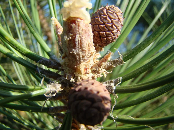 Variëteiten Van Naaldbomen Natuur — Stockfoto