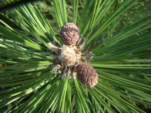 Arten Von Nadelbäumen Der Natur — Stockfoto