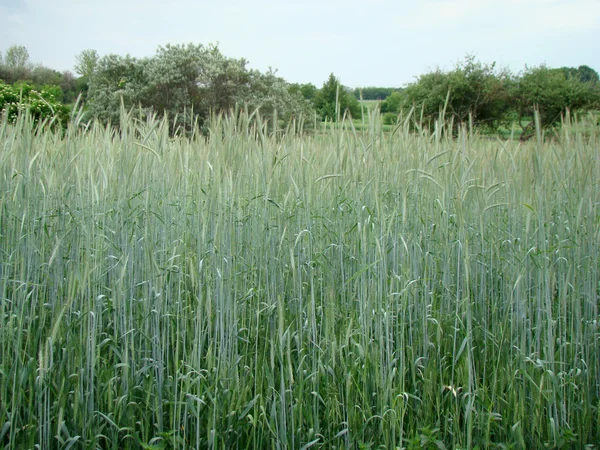 Gerste Ähren Weit Verbreitete Getreideernte Die Getreidefamilie — Stockfoto
