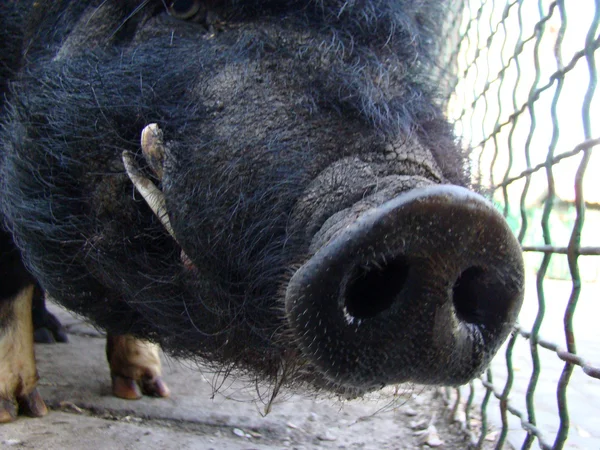 Γουρούνι Πίσω Από Φράχτη Μια Παραλλαγή Των Βιετναμέζων Χοίρων — Φωτογραφία Αρχείου