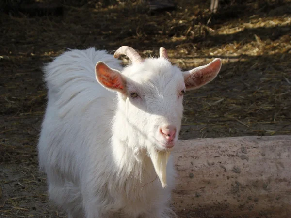 Goat One First Domesticated Animals — Stock Photo, Image