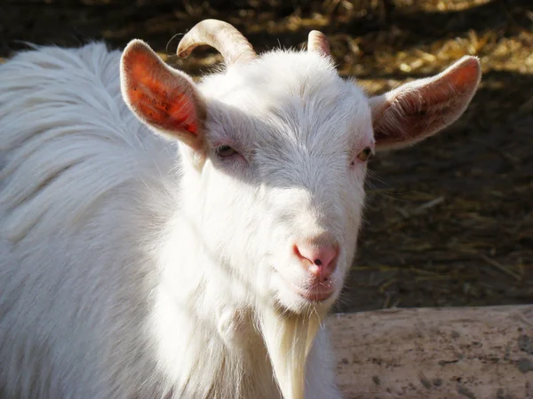 Goat One First Domesticated Animals — Stock Photo, Image
