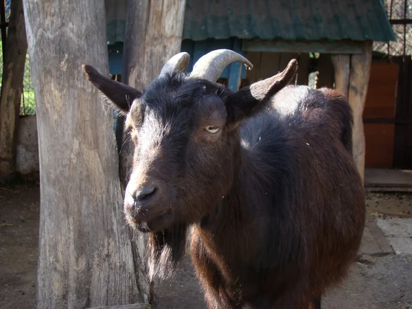 Cabra Uno Los Primeros Animales Domésticos —  Fotos de Stock