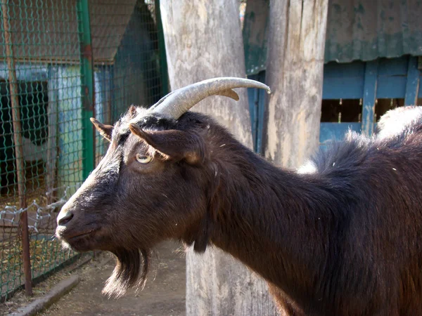 最初の飼いならされた動物であるヤギ — ストック写真