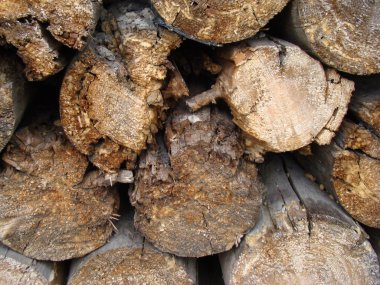 yakacak odun kesilmiş ve birkaç satır halinde yığılmış