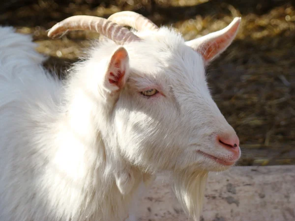 Goat One First Domesticated Animals — Stock Photo, Image