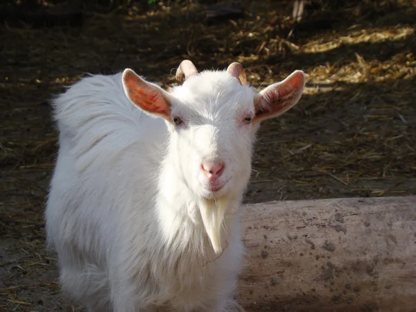 keçi ilk evcil hayvan biridir