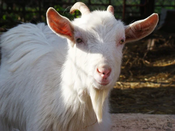 Koza Jest Jednym Pierwszych Udomowionych Zwierząt — Zdjęcie stockowe