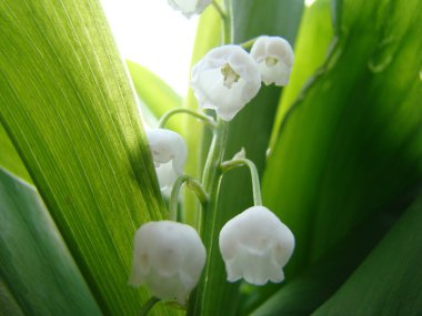 Lily vadi doğada yeşil zemin üzerine beyaz çiçekler