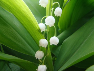 Lily vadi doğada yeşil zemin üzerine beyaz çiçekler