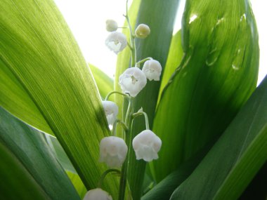 Lily vadi doğada yeşil zemin üzerine beyaz çiçekler
