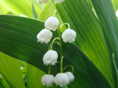 Lily vadi doğada yeşil zemin üzerine beyaz çiçekler