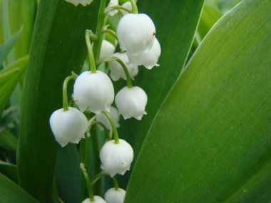 Lily vadi doğada yeşil zemin üzerine beyaz çiçekler