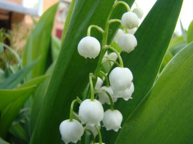 Lily vadi doğada yeşil zemin üzerine beyaz çiçekler