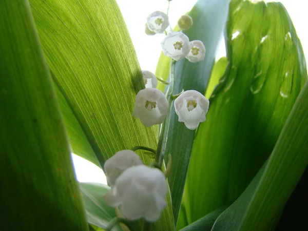 Vita Blommor Liljekonvalj Grön Bakgrund Naturen — Stockfoto