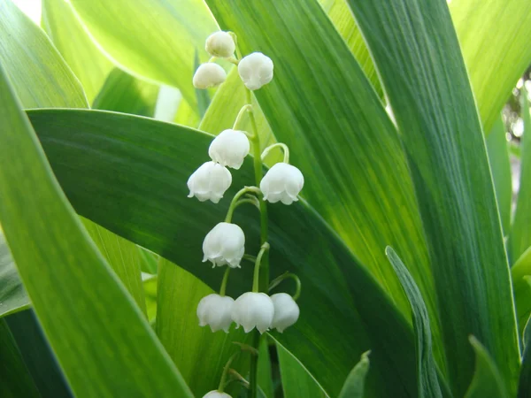 Lily vadi doğada yeşil zemin üzerine beyaz çiçekler