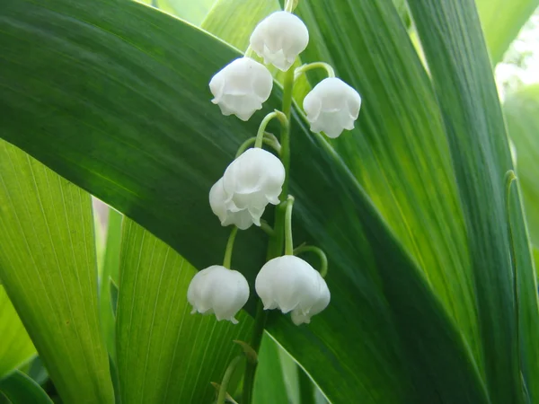 White Flowers Lily Valley Green Background Nature — Stock Photo, Image