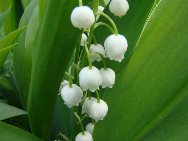 White Flowers Lily Valley Green Background Nature — Stock Photo, Image