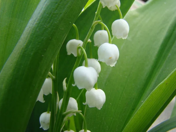 White Flowers Lily Valley Green Background Nature — Stock Photo, Image