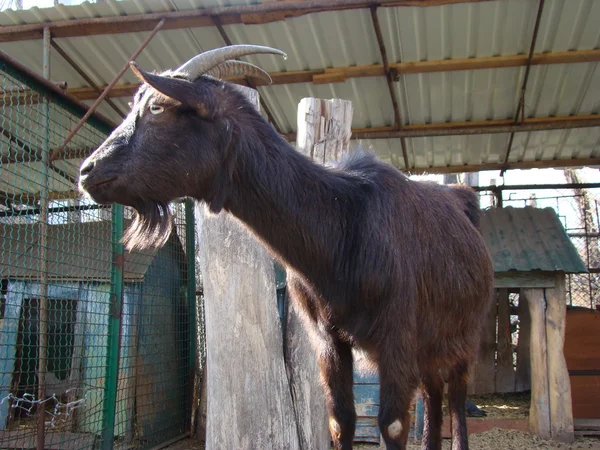 最初の飼いならされた動物であるヤギ — ストック写真