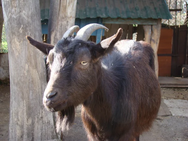 Cabra Uno Los Primeros Animales Domésticos —  Fotos de Stock