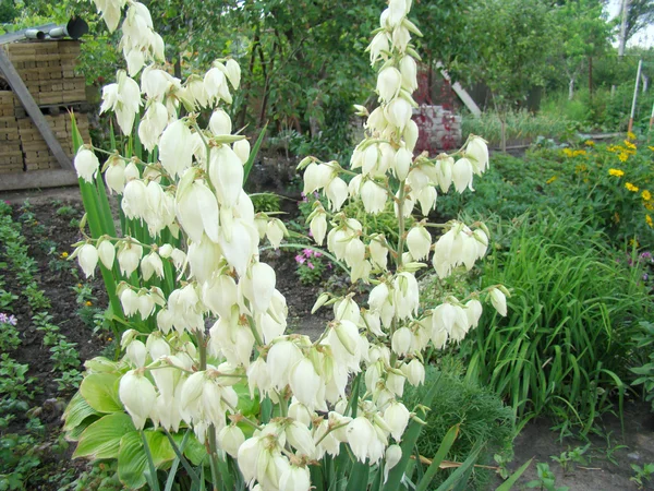 Tuin Yucca Boom Een Prominente Groenblijvende Boom — Stockfoto