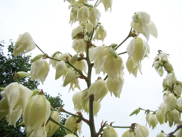 Tuin Yucca Boom Een Prominente Groenblijvende Boom — Stockfoto