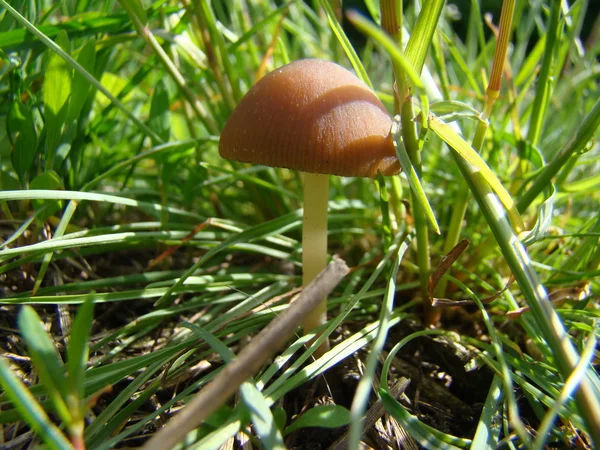 Cogumelo Solitário Toadstool Está Crescendo Uma Moita Grama — Fotografia de Stock