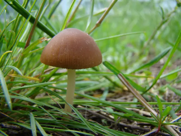 Samotny Muchomor Grzyb Rośnie Zaroślach Traw — Zdjęcie stockowe