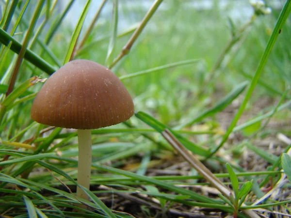 Cogumelo Solitário Toadstool Está Crescendo Uma Moita Grama — Fotografia de Stock